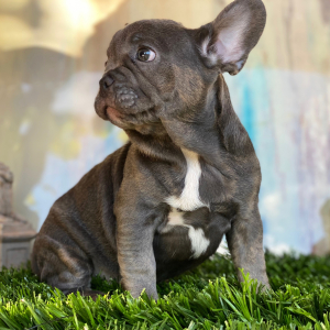 French Bulldog Puppy Raptor