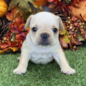 French Bulldog Puppy Geneva