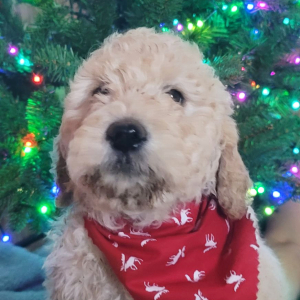 Labradoodle Puppy Edith