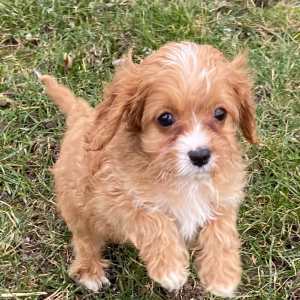 Cavapoo Puppy Mickey