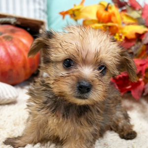 Yorkshire Terrier Puppy Griffin