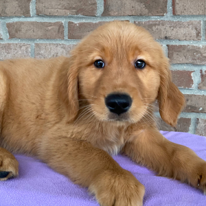 Golden Retriever Puppy Amber