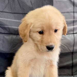 Golden Retriever Puppy Rusty