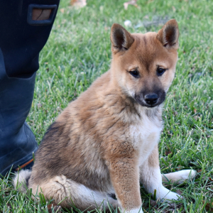 Shiba Inu Puppy Miko