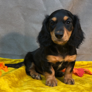 Dachshund Puppy Bleu