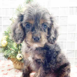 Cockapoo Puppy Dominic