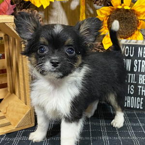Chihuahua Puppy Nevin