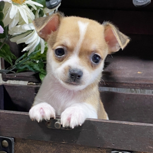 Chihuahua Puppy Frisco