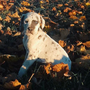 Great Dane Puppy Charlotte