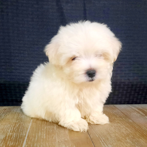 Maltese Puppy Axel