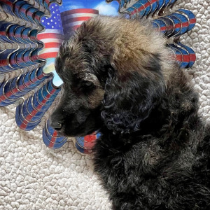 Poodle Puppy Lyanna