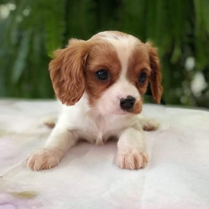 Cavalier King Charles Spaniel Puppy Louis