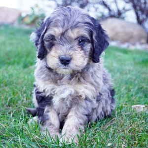 Cockapoo Puppy Chaz