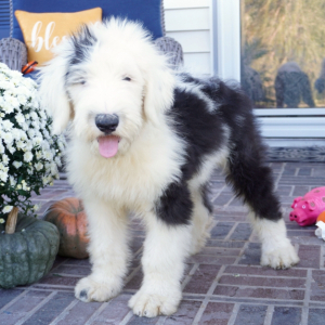 Old English Sheepdog Puppy Keith