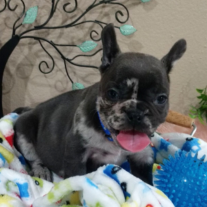 French Bulldog Puppy Limbo