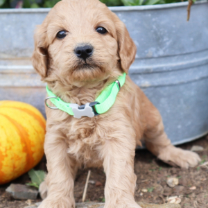 Goldendoodle Puppy Mary