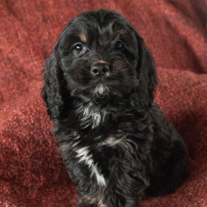 Cockapoo Puppy Truly