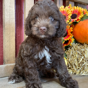 Cockapoo Puppy Rodger