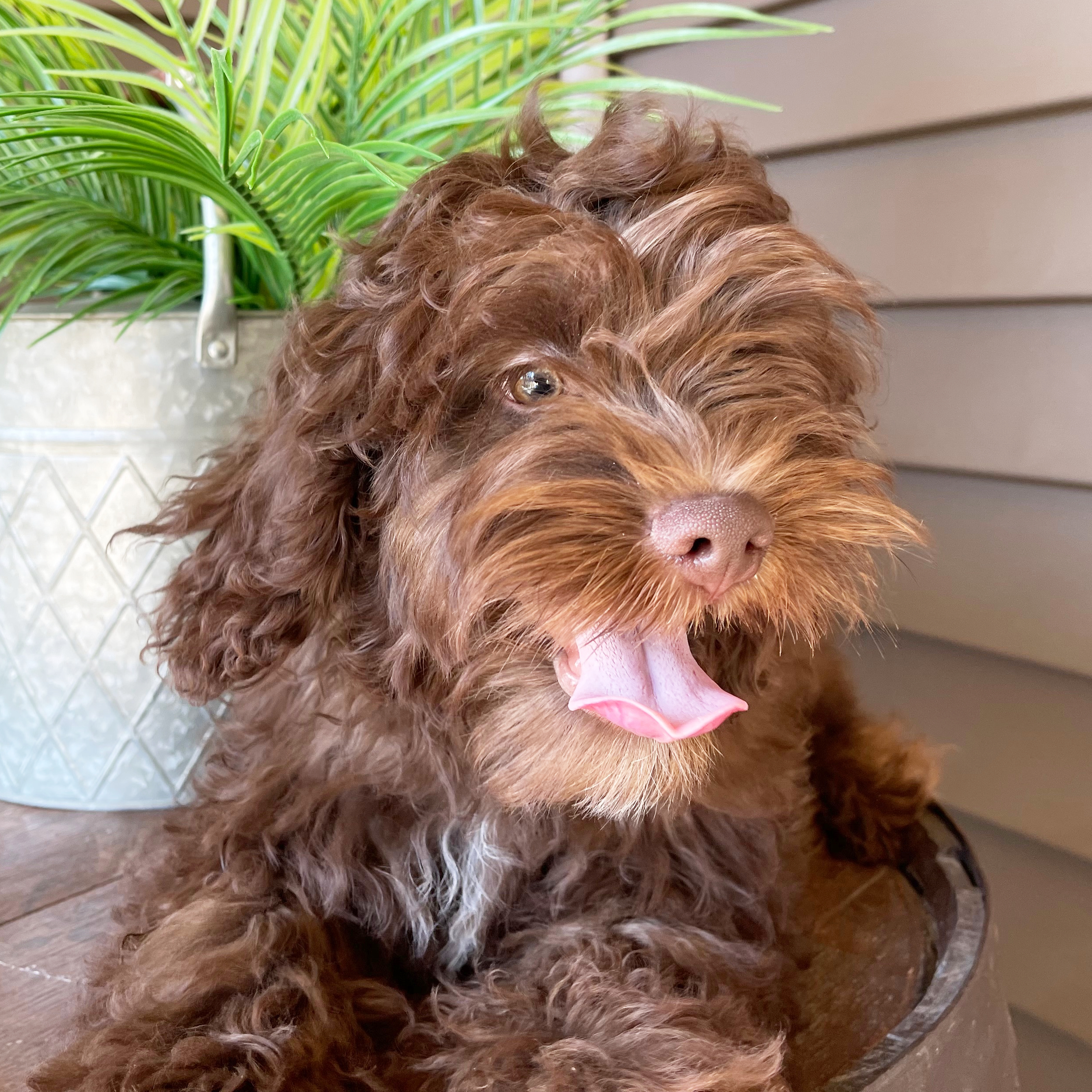 chocolate cockapoo for sale