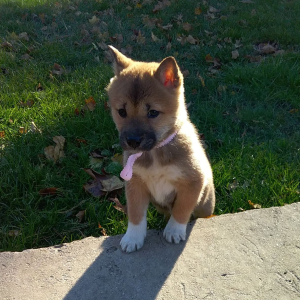 Shiba Inu Puppy Zoey