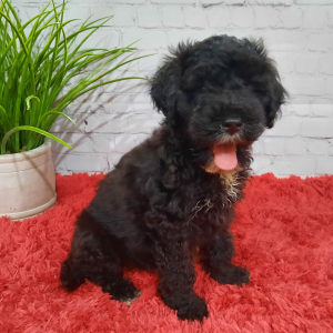 Portuguese Water Dog Puppy Ava