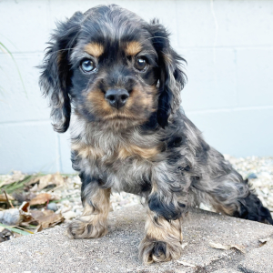 Cocker Spaniel Puppy Tina