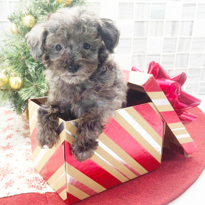 Poodle Puppy Fritz
