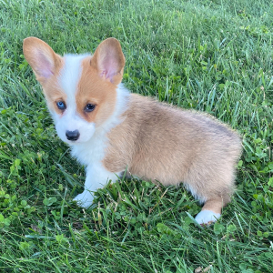 Pembroke Welsh Corgi Puppy Max