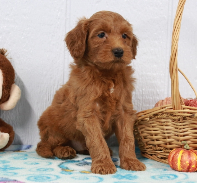 Tinker Is A Red Labradoodle Puppy Puppyspot