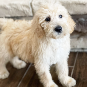 Labradoodle Puppy Jazzper