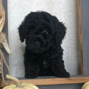 Bernedoodle Puppy Eli