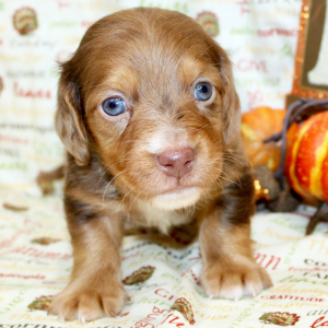 Dachshund Puppy Ike