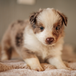 Miniature American Shepherd Puppy Gus