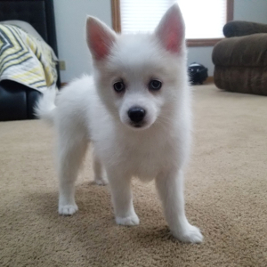 Pomsky Puppy Callie