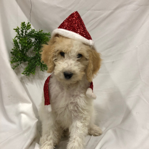 Labradoodle Puppy Lisa