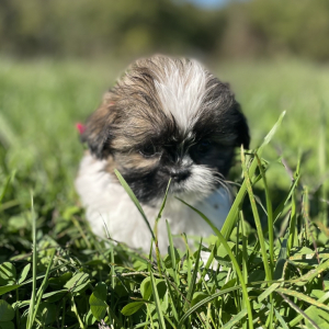 Shih Tzu Puppy Julia