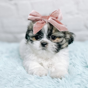 Shih Tzu Puppy Gracie