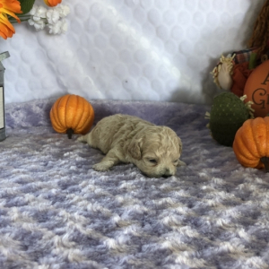 Bichonpoo Puppy Katy