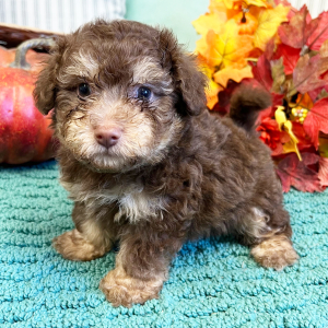 Pomapoo Puppy Reggie