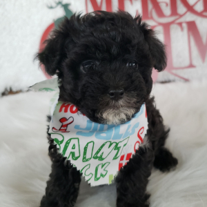 Maltipoo Puppy Lyla