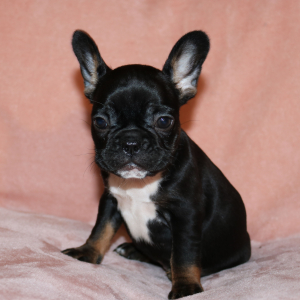 French Bulldog Puppy Penny