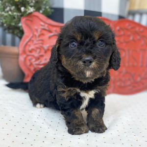 Cavapoo Puppy Barclay