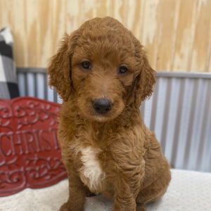 Goldendoodle Puppy Duchess