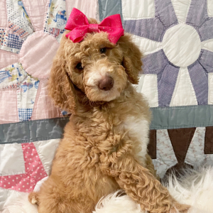 Goldendoodle Puppy Asia