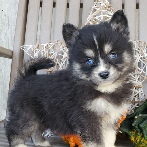 Pomsky Puppy June