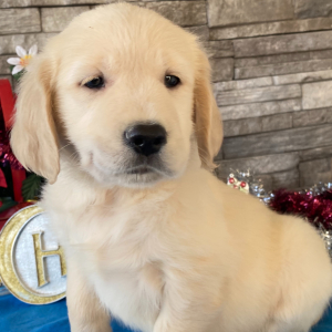 Golden Retriever Puppy Austin