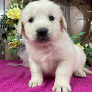 Golden Retriever Puppy Ava