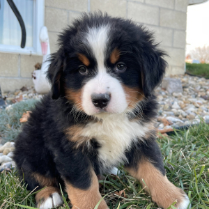Bernese Mountain Dog Puppy Ezra