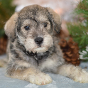 Miniature Schnauzer Puppy Mason