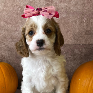 Cavapoo Puppy Dorothy